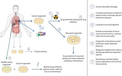 Frontiers Patient Derived Cancer Organoids As Predictors Of Treatment